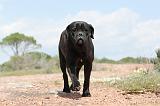 CANE CORSO 298